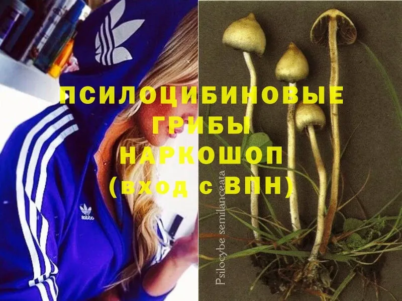 Галлюциногенные грибы Psilocybine cubensis  Ивангород 